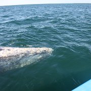 IMG 0001 2 (259)